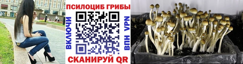Галлюциногенные грибы Psilocybe  Нижние Серги 
